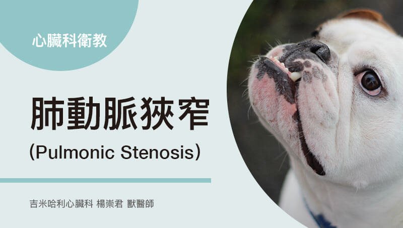 肺動脈狹窄（Pulmonic Stenosis）-楊崇君 獸醫師