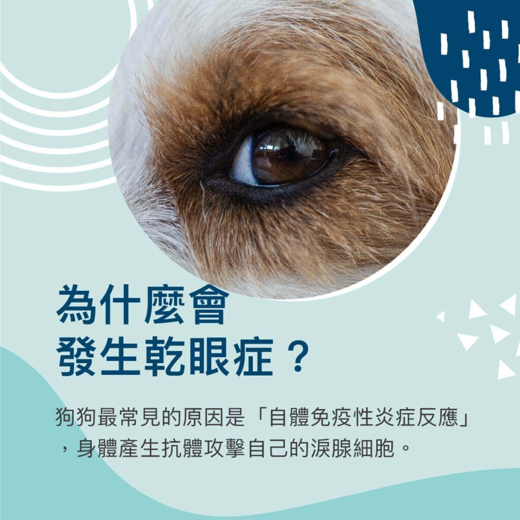 乾眼症