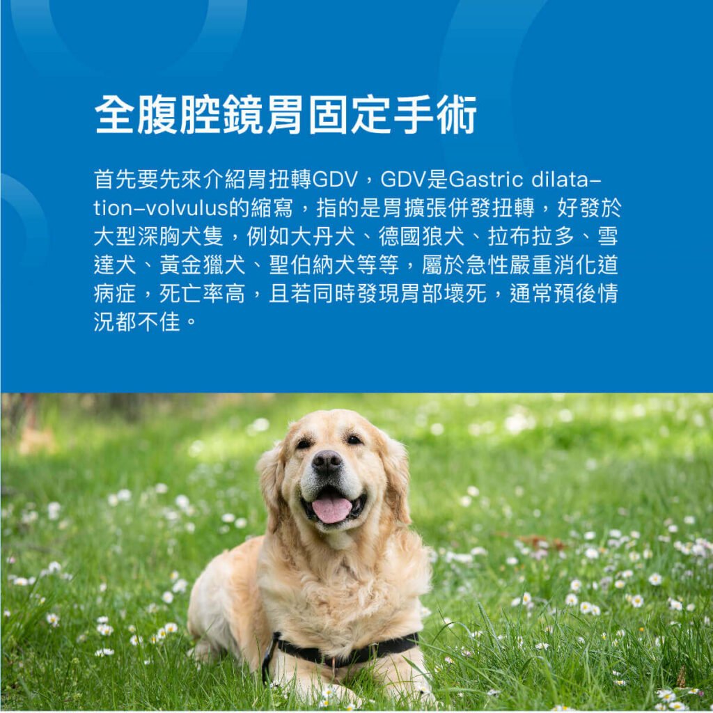 狗全腹腔鏡胃固定術