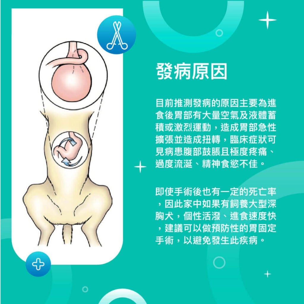 狗全腹腔鏡胃固定術