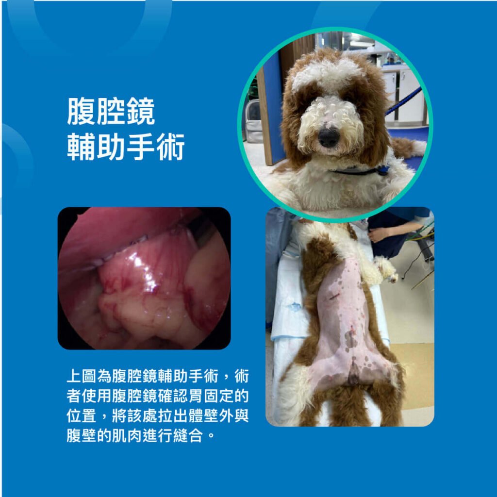 狗全腹腔鏡胃固定術