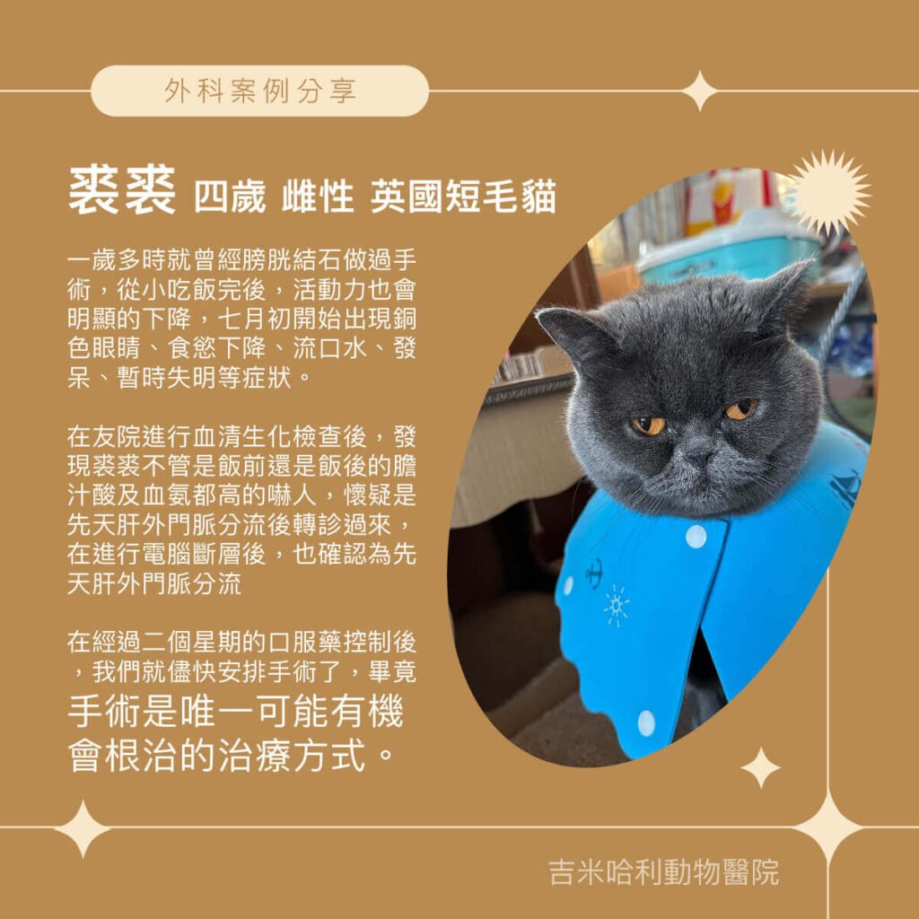 先天肝外門脈分流 貓咪-腹腔鏡肝外門脈分流縮減術 外科部 施品丞 獸醫師
