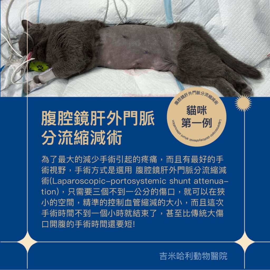 先天肝外門脈分流 貓咪-腹腔鏡肝外門脈分流縮減術 外科部 施品丞 獸醫師