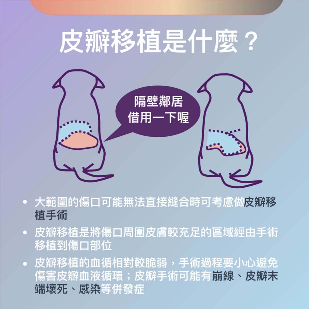 犬肥大細胞瘤與皮瓣手術介紹