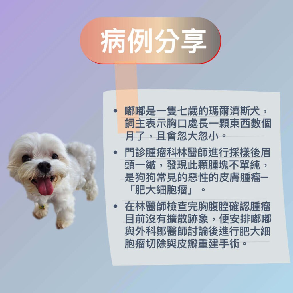 犬肥大細胞瘤與皮瓣手術介紹