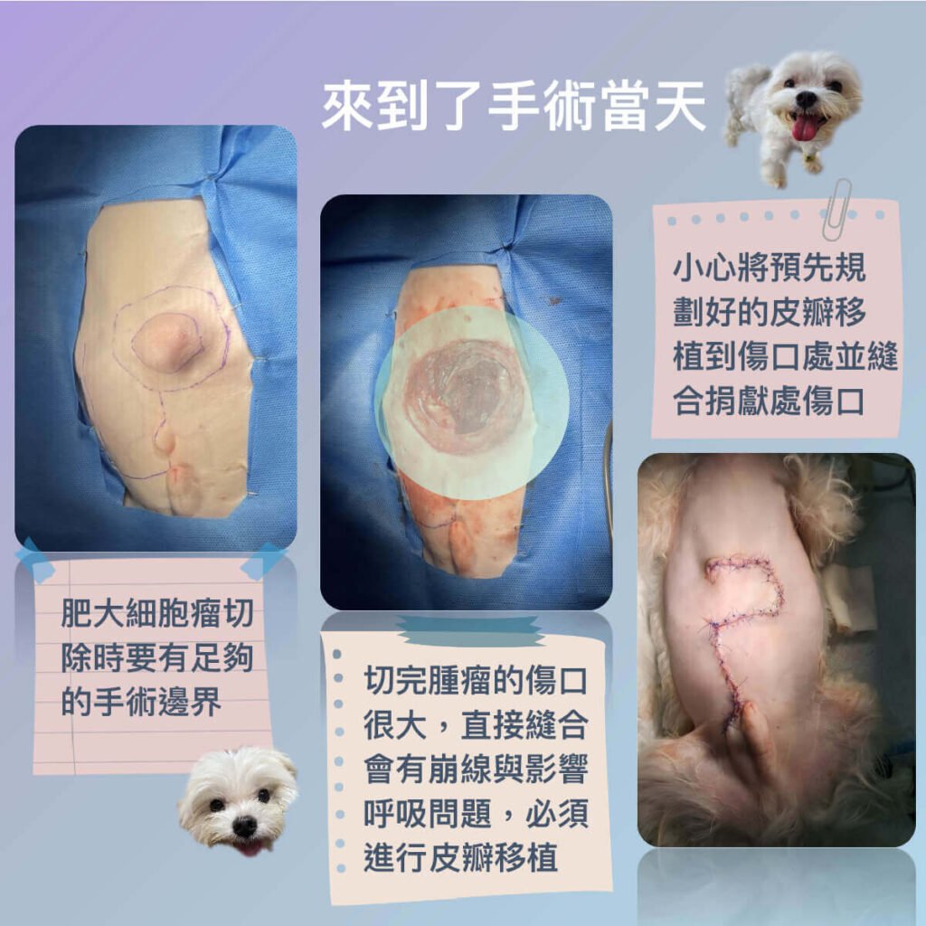 犬肥大細胞瘤與皮瓣手術介紹