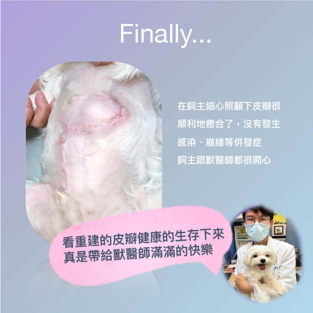 犬肥大細胞瘤與皮瓣手術介紹