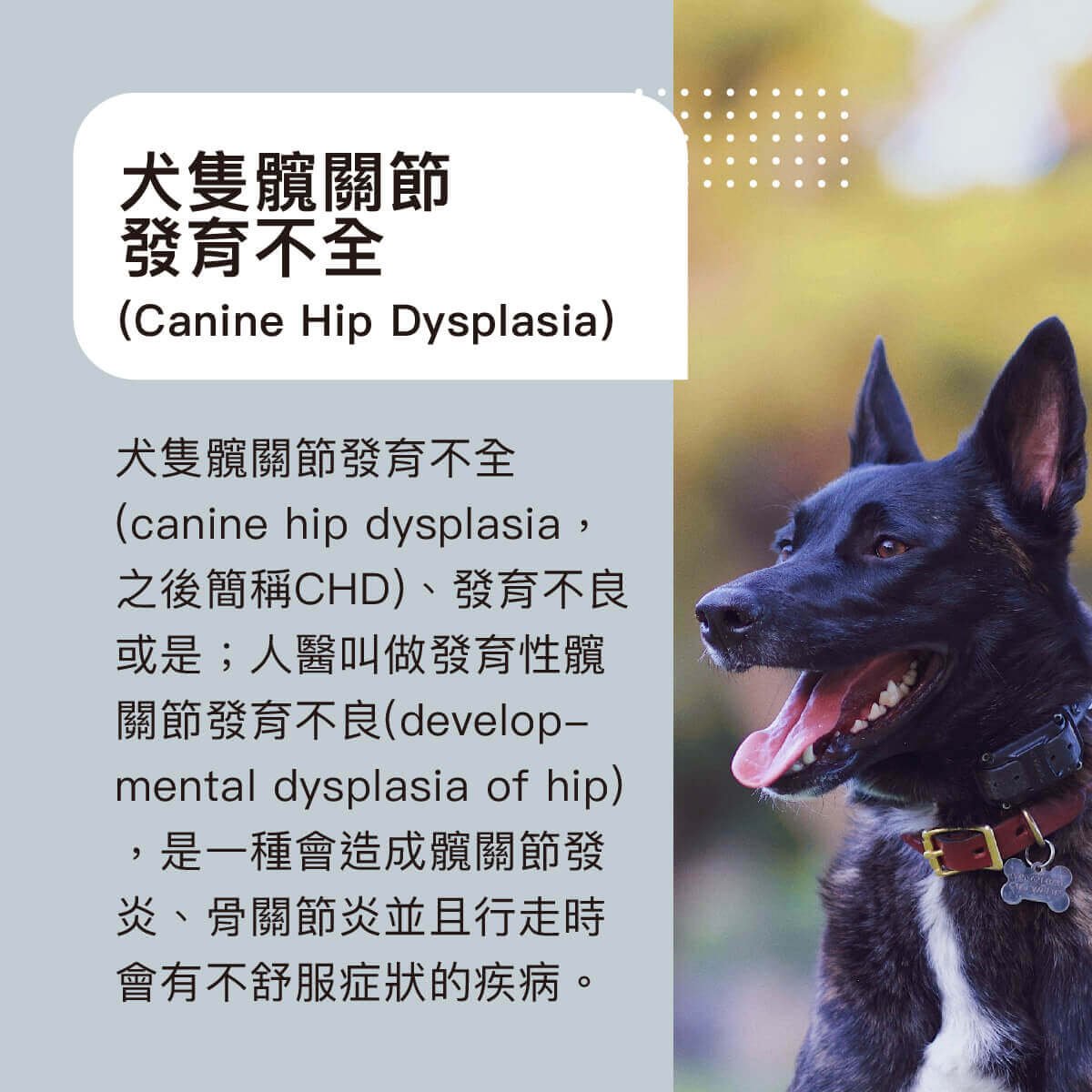 犬隻髖關節發育不全