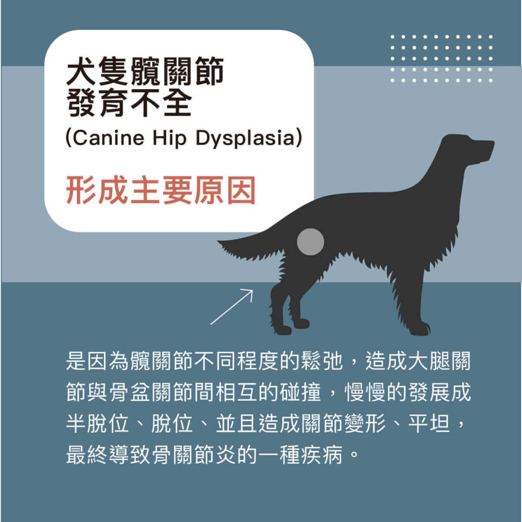 犬隻髖關節發育不全