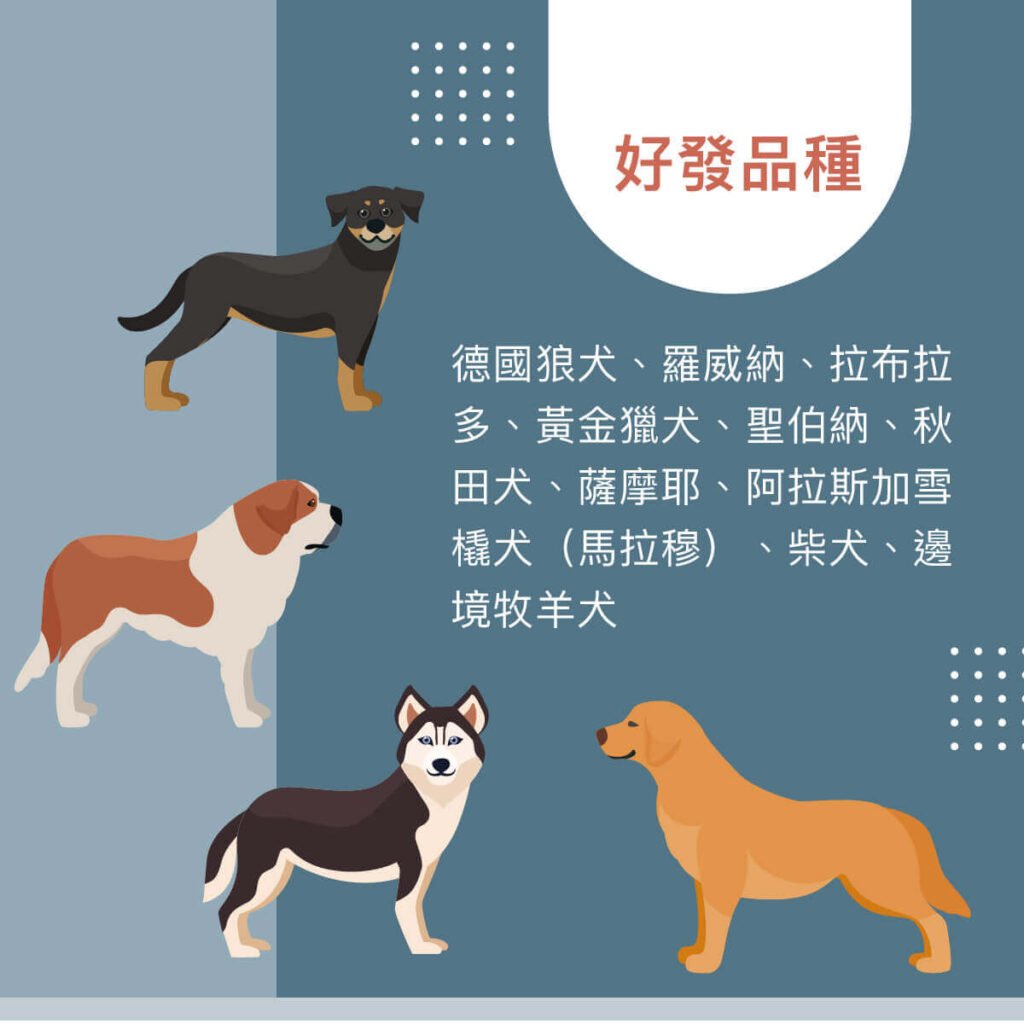 犬隻髖關節發育不全