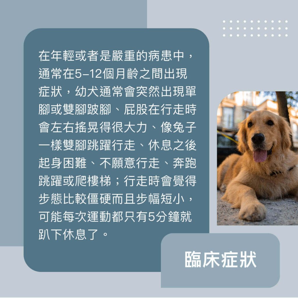 犬隻髖關節發育不全