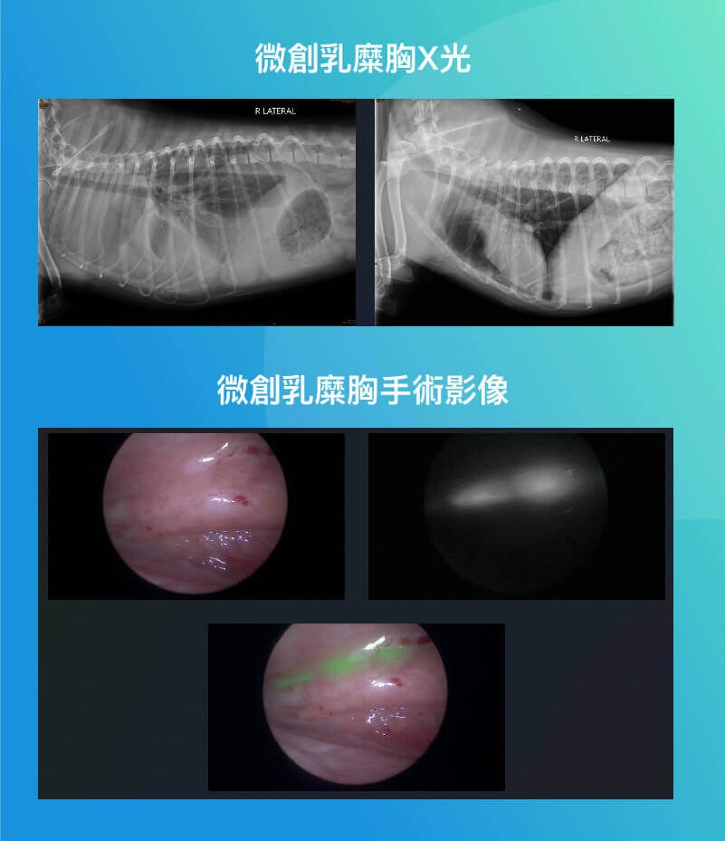 犬微創乳糜胸手術治療-外科部 施品丞 獸醫師