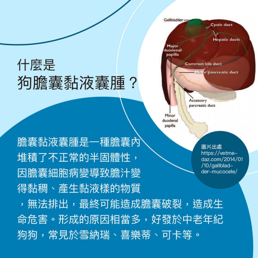 狗膽囊黏液囊腫-衛教與案例分享 外科部 施品丞/蔡佩倫 獸醫師
