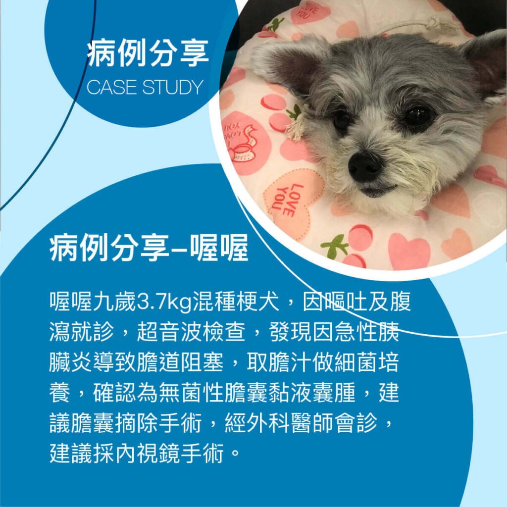 狗膽囊黏液囊腫-衛教與案例分享 外科部 施品丞/蔡佩倫 獸醫師