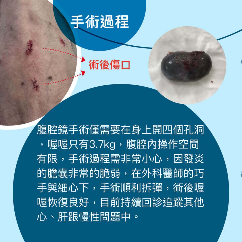 狗膽囊黏液囊腫-衛教與案例分享 外科部 施品丞/蔡佩倫 獸醫師