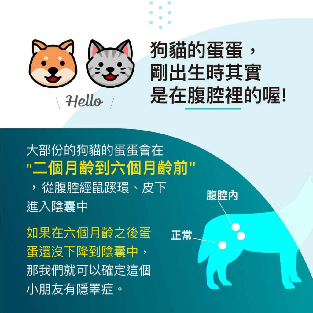 腹腔鏡隱睪切除術-消失的蛋蛋-隱睪-外科部 施品丞 獸醫師
