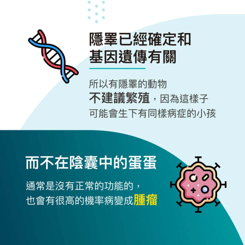 腹腔鏡隱睪切除術-消失的蛋蛋-隱睪-外科部 施品丞 獸醫師
