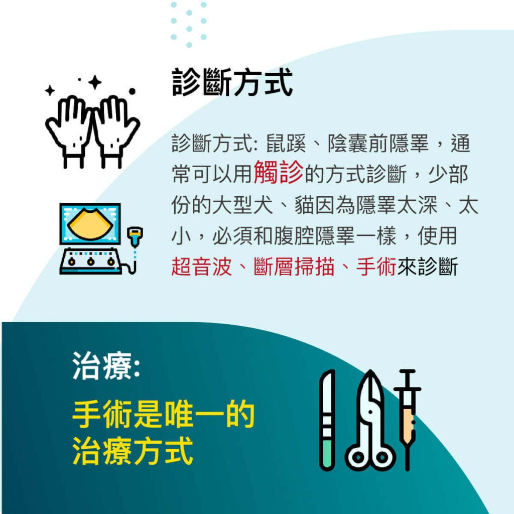 腹腔鏡隱睪切除術-消失的蛋蛋-隱睪-外科部 施品丞 獸醫師