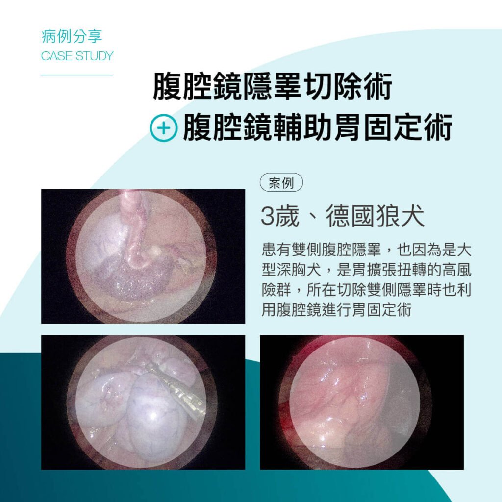 腹腔鏡隱睪切除術-消失的蛋蛋-隱睪-外科部 施品丞 獸醫師