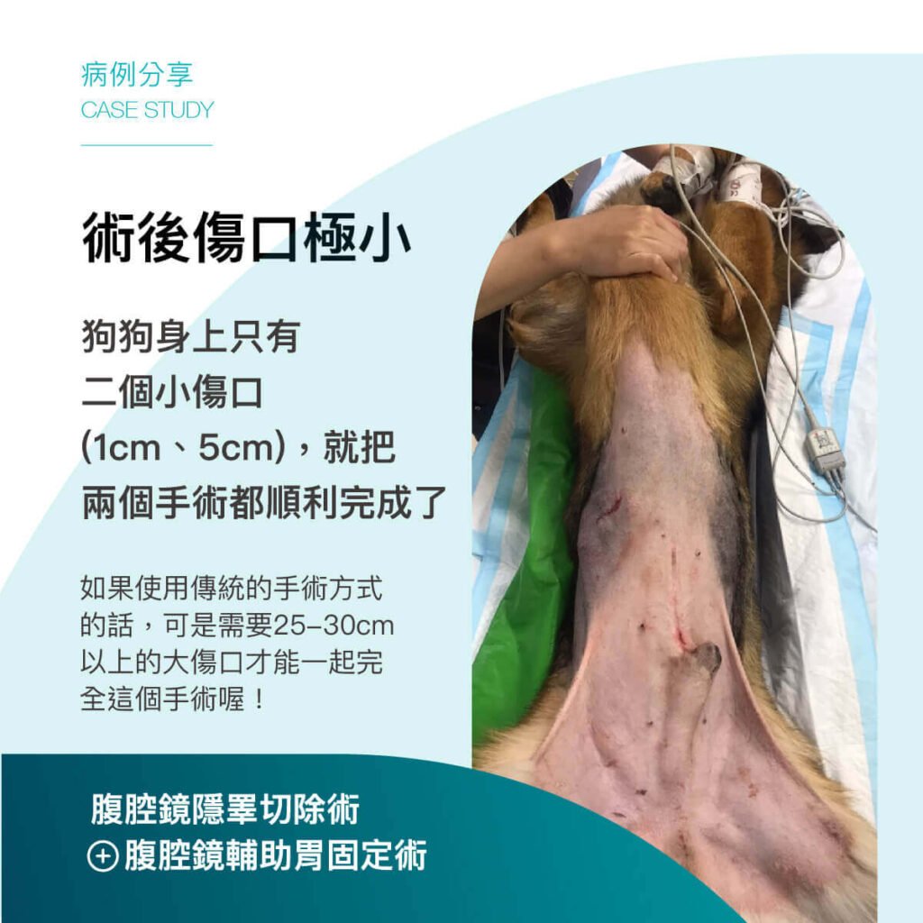腹腔鏡隱睪切除術-消失的蛋蛋-隱睪-外科部 施品丞 獸醫師