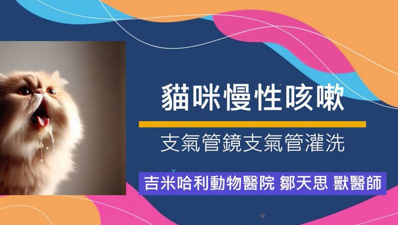 貓咪支氣管鏡支氣管灌洗-外科部 鄒天思 獸醫師