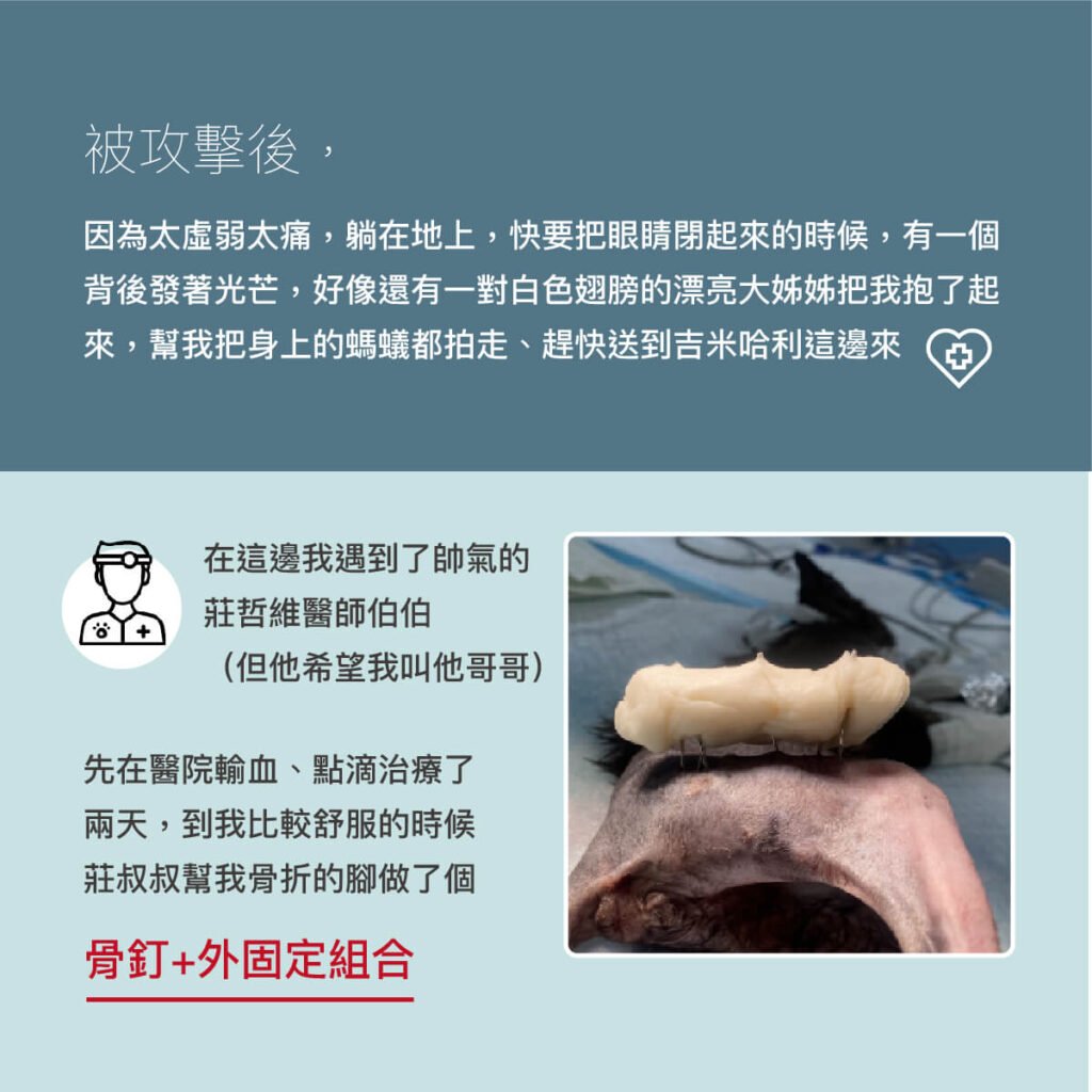 貓黑嚕嚕股骨骨折與案例分享-外科部 莊哲維 獸醫師