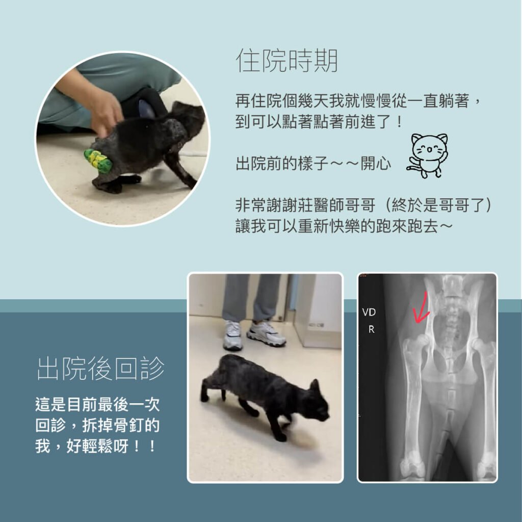 貓黑嚕嚕股骨骨折與案例分享-外科部 莊哲維 獸醫師