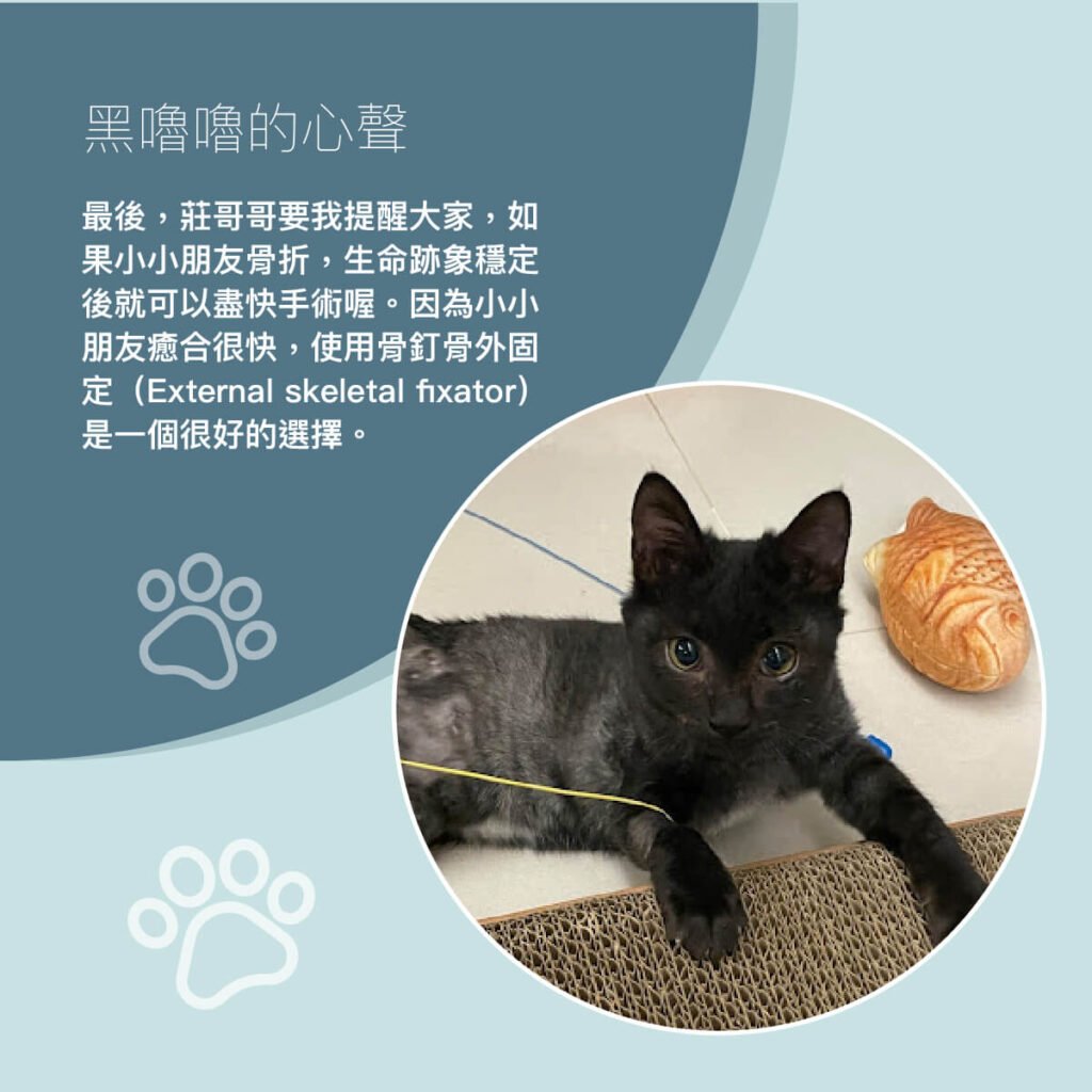貓黑嚕嚕股骨骨折與案例分享-外科部 莊哲維 獸醫師