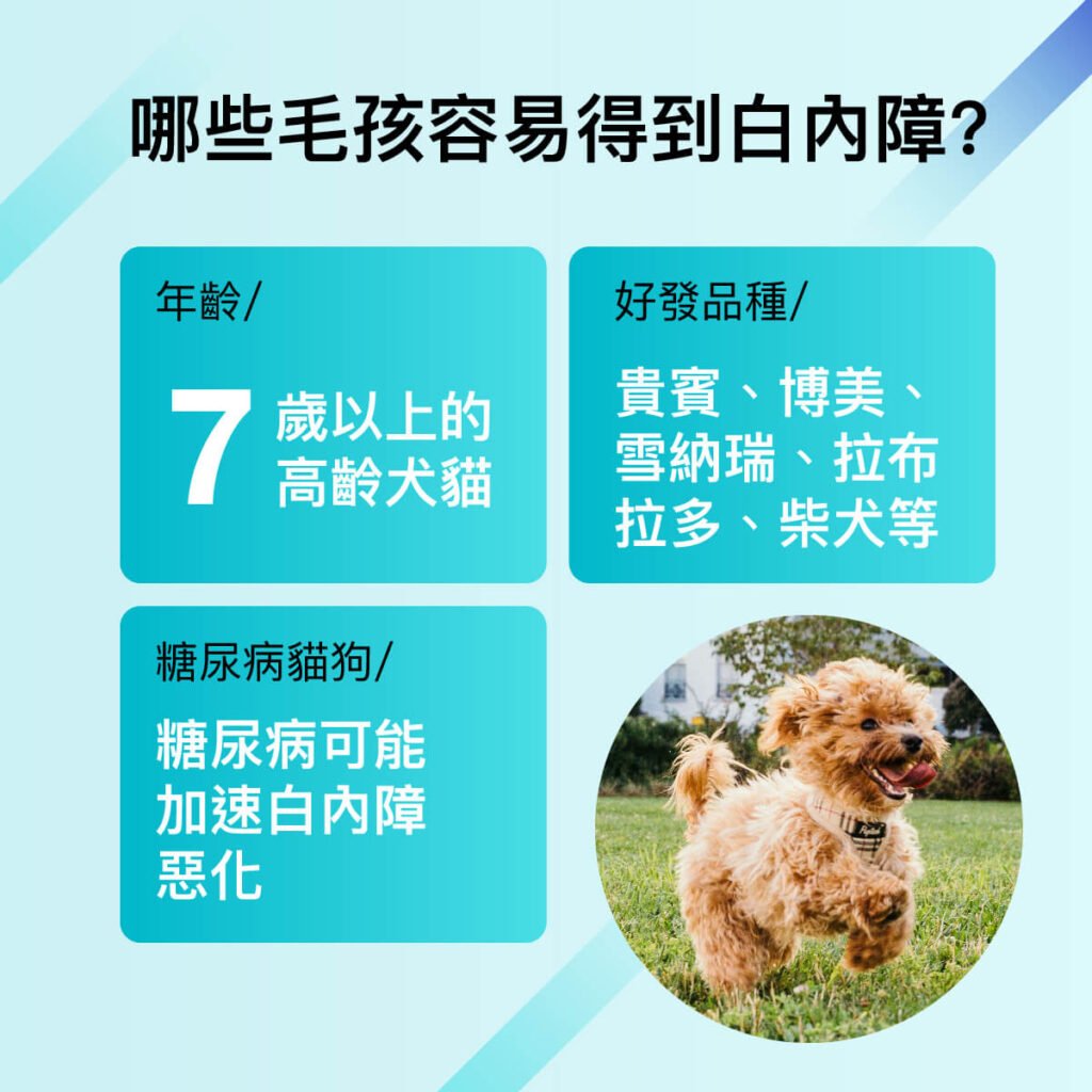 王郁盈醫師-白內障眼科特別門診