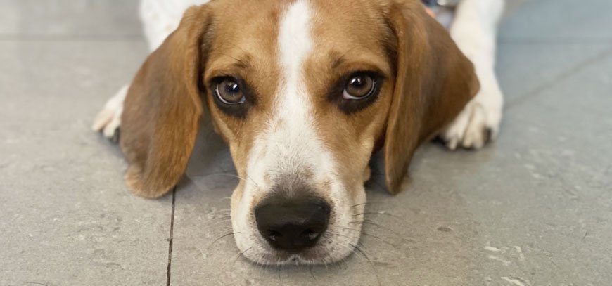 給毛爸毛媽 Pet Owners