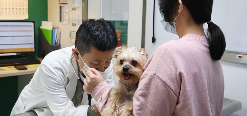 寵物內科門診 General Medicine