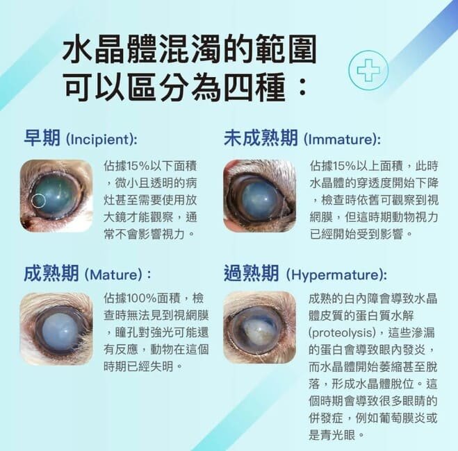 狗狗白內障前兆有哪些？依據四個進展階段觀察變化