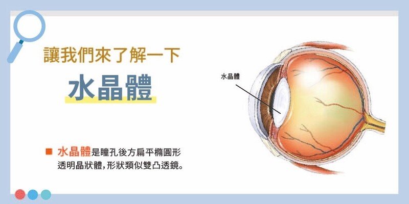 狗狗的水晶體在哪裡？