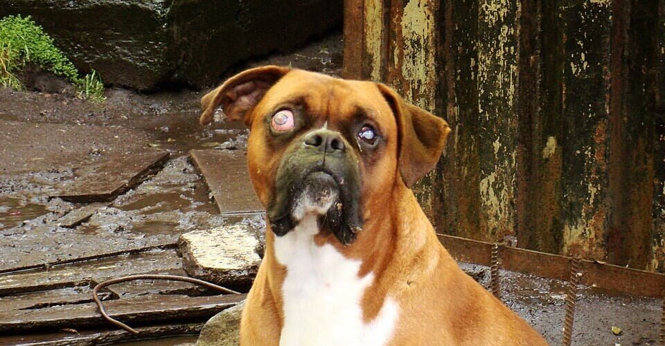 狗青光眼後期症狀(可能有失明風險)