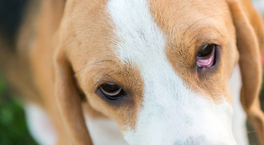 狗青光眼早期症狀(不易察覺異常)