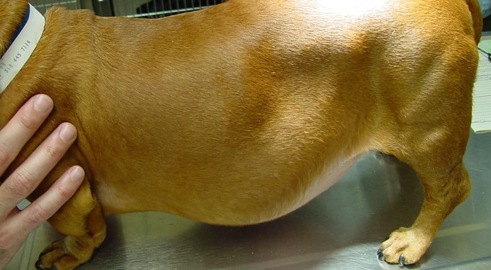 狗狗庫欣氏症是什麼？會好嗎？症狀、成因與治療方式