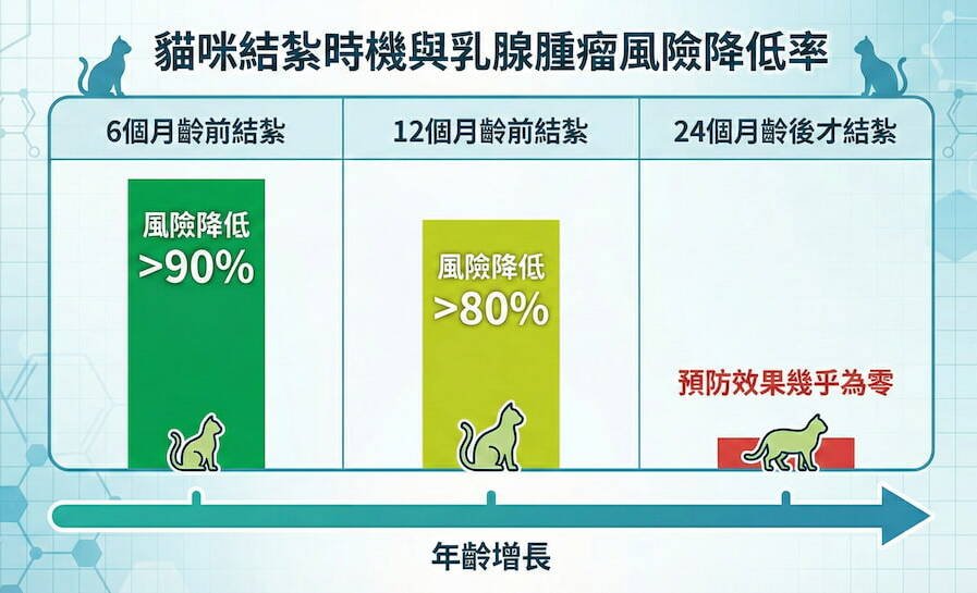 貓咪結紮時機與乳腺腫瘤風險的關係