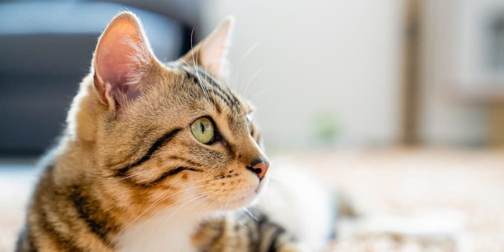 貓咪乳腺腫瘤怎麼判斷？症狀、治療選項、費用及存活時間一次了解