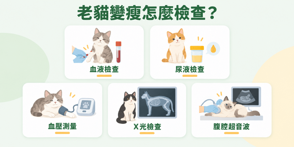 老貓變瘦怎麼檢查